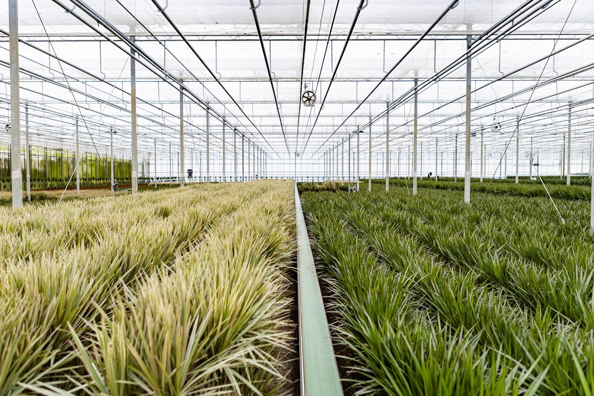  XXL Dracaena Marginata, Drakenbloedboom - 120cm Hoog, ø21cm Potmaat - Grote Kamerplant ,Tropische Palm - Vers Van De Kwekerij, Luchtzuiverend, Makkelijke Verzorging
