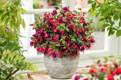  Plant In A Box - Mix Van 3 Fuchsia - Delta Sarah,Lady Thumb, Fuchsia Ricartonnii - Bloeiende Tuinplanten - Pot 9cm - Hoogte 10-20cm
