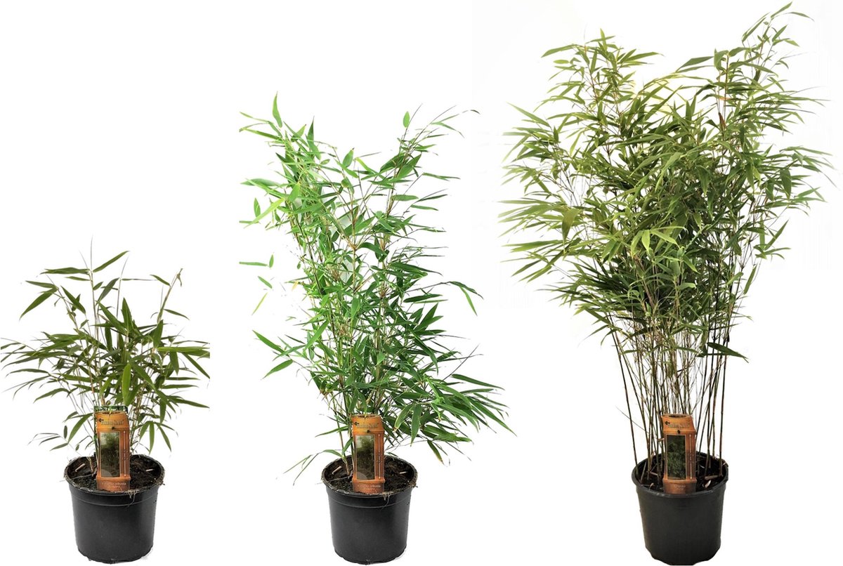  Plant In A Box - Set Van 3 Fargesia Rufa - Niet Woekerende Bamboe Winterhard - Pot 13cm - Hoogte 25-40cm