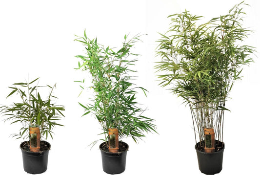  Plant In A Box - Set Van 3 Fargesia Rufa - Niet Woekerende Bamboe Winterhard - Pot 13cm - Hoogte 25-40cm