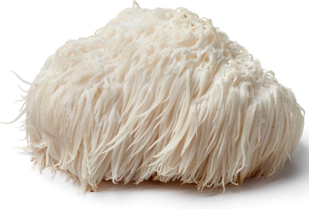  ToshiFarm Broed Voor Pruikzwam - 50 Gram - Zelf Loins Mane Kweken - Broed Voor Lions Mane Kweekset
