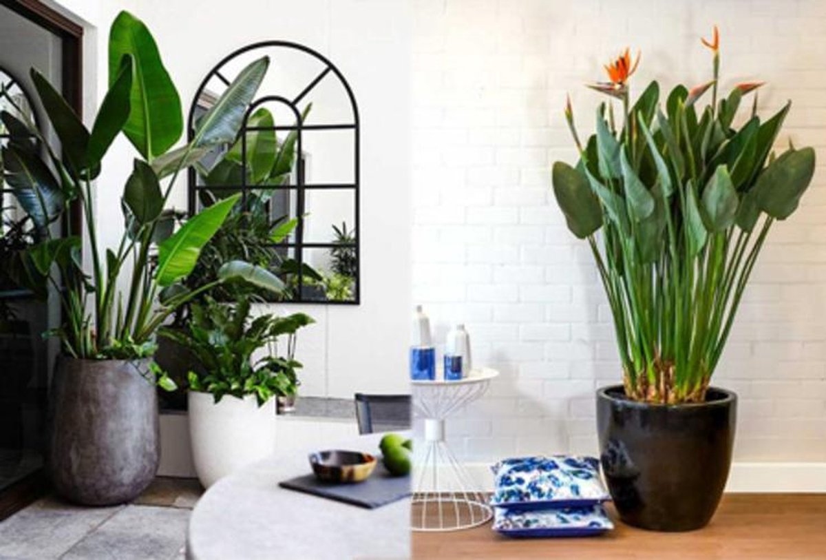  Exotische Paradijsvogelplant – Voor Binnen En Buiten – Set Van 2