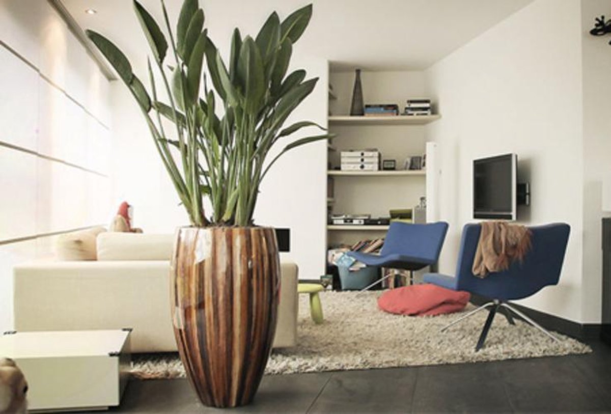  Exotische Paradijsvogelplant – Voor Binnen En Buiten – Set Van 2