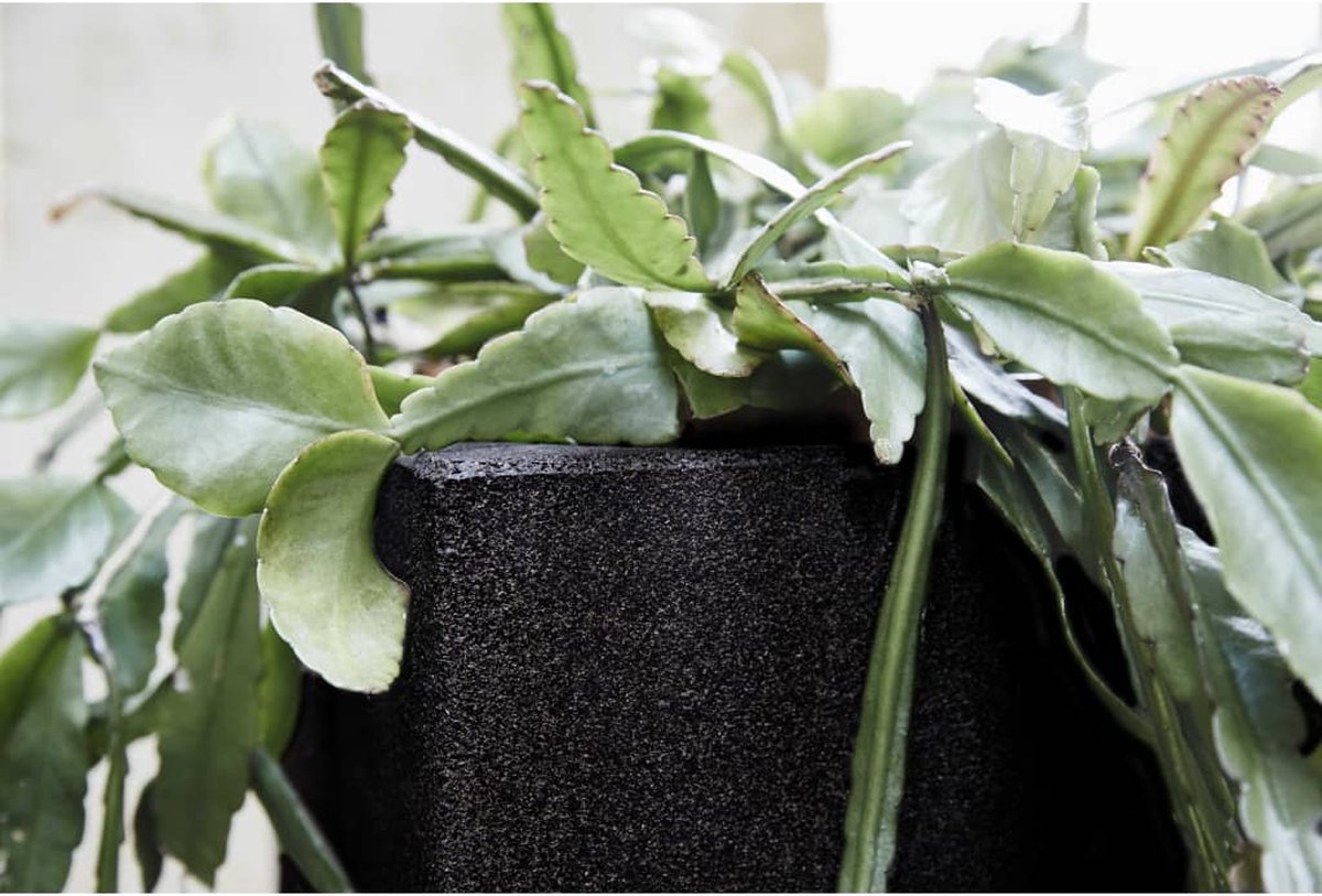  Capi Europe - Bloempot Vierkant Smooth NL - 30x30x30 - Zwart - Voor Binnen En Buiten - KBL902
