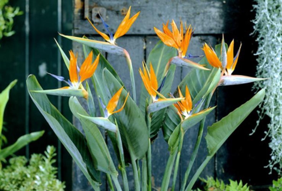  Exotische Paradijsvogelplant – Voor Binnen En Buiten – Set Van 2