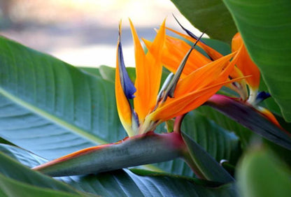  Exotische Paradijsvogelplant – Voor Binnen En Buiten – Set Van 2