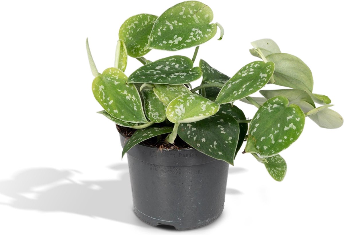  Scindapsus Pictus - Epipremnum - 15cm