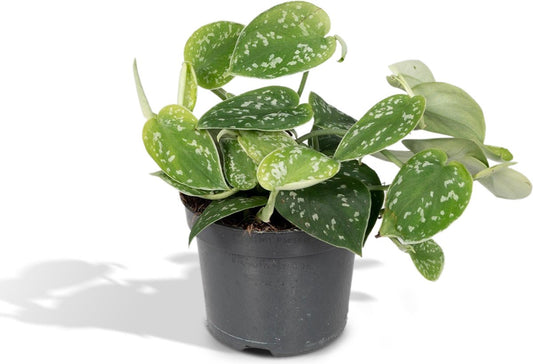  Scindapsus Pictus - Epipremnum - 15cm