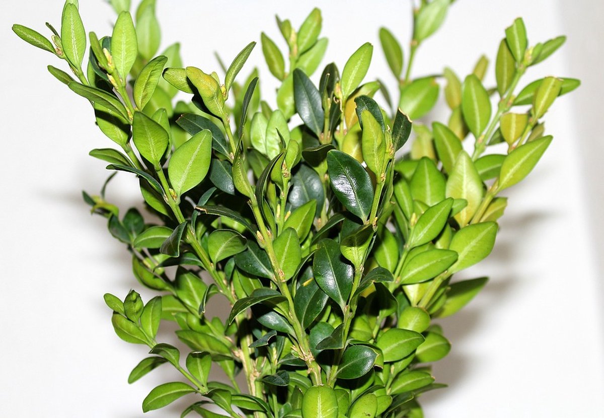  Buxus Sempervirens - 12 Stuks - Haag - Wintergroen - P9