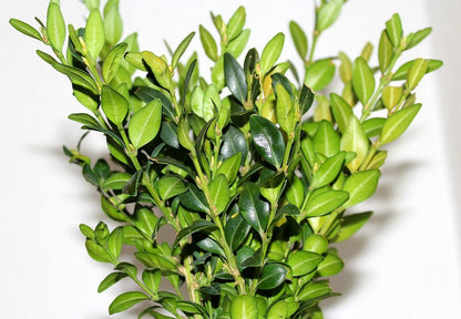 Buxus Sempervirens - 12 Stuks - Haag - Wintergroen - P9