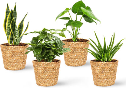  WL Plants - Set Van 4 - Kamerplanten - 1x Aloë Vera, 1x Coffea Arabica, 1x Monstera Deliciosa, 1x Sansevieria Laurentii - 12cm Diameter - Van Professionele Kweek - Groene Planten - Binnen Planten - In Bruine Mand Gemaakt Van Riet - ± 35cm Hoog