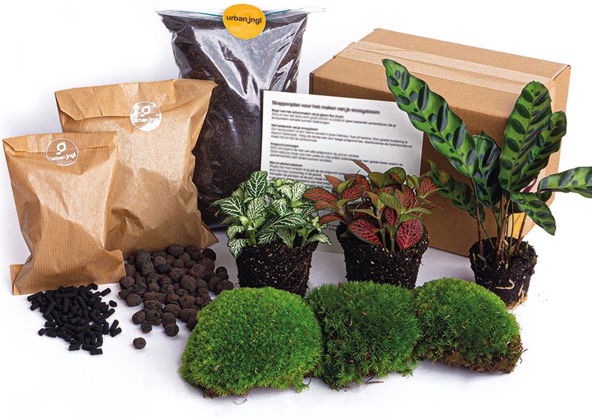 Terrarium Planten Pakket - Calathea Lancifolia - DIY Ecosysteem Planten Set - 3 Stuks - Terrarium Plant | Inclusief Planten - Substraat - Terrarium Potgrond - Bolmos - Active Kool - Handleiding - Verzorgingstips - Urbanjngl
