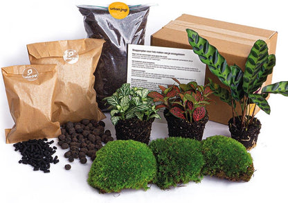  Terrarium Planten Pakket - Calathea Lancifolia - DIY Ecosysteem Planten Set - 3 Stuks - Terrarium Plant | Inclusief Planten - Substraat - Terrarium Potgrond - Bolmos - Active Kool - Handleiding - Verzorgingstips - Urbanjngl