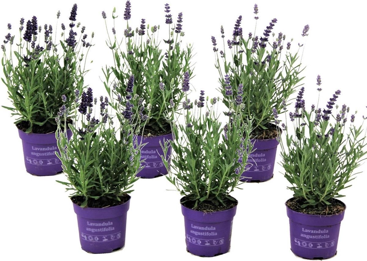  Plant In A Box - Lavandula Angustifolia - Set Van 6 - Winterharde Lavendel Struikjes - Pot 10.5cm - Hoogte 10-15cm