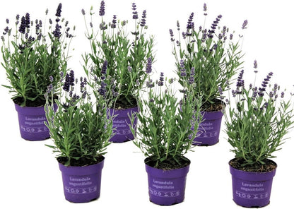  Plant In A Box - Lavandula Angustifolia - Set Van 6 - Winterharde Lavendel Struikjes - Pot 10.5cm - Hoogte 10-15cm