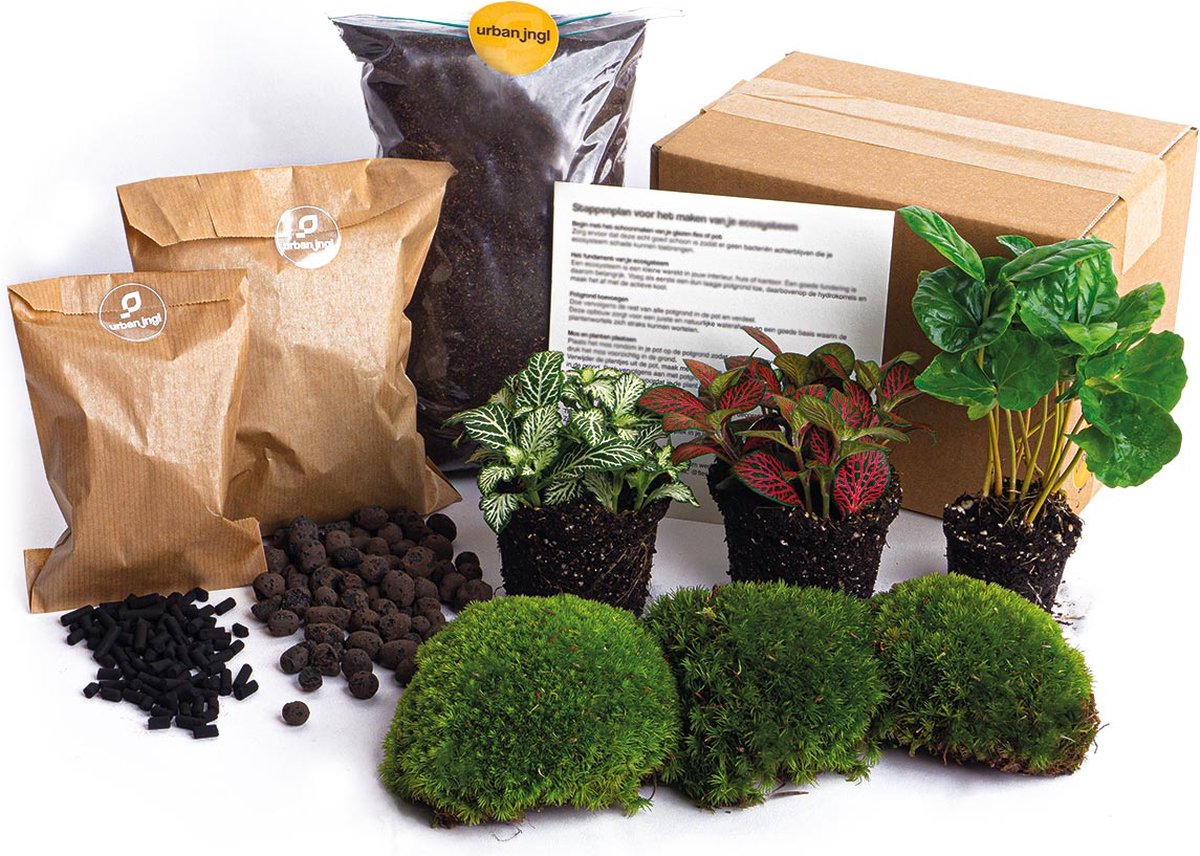  Terrarium Planten Pakket - Calathea Lancifolia - DIY Ecosysteem Planten Set - 3 Stuks - Terrarium Plant | Inclusief Planten - Substraat - Terrarium Potgrond - Bolmos - Active Kool - Handleiding - Verzorgingstips - Urbanjngl