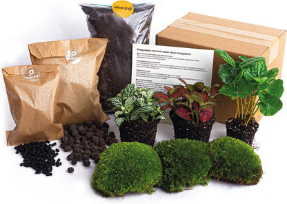  Terrarium Planten Pakket - Calathea Lancifolia - DIY Ecosysteem Planten Set - 3 Stuks - Terrarium Plant | Inclusief Planten - Substraat - Terrarium Potgrond - Bolmos - Active Kool - Handleiding - Verzorgingstips - Urbanjngl