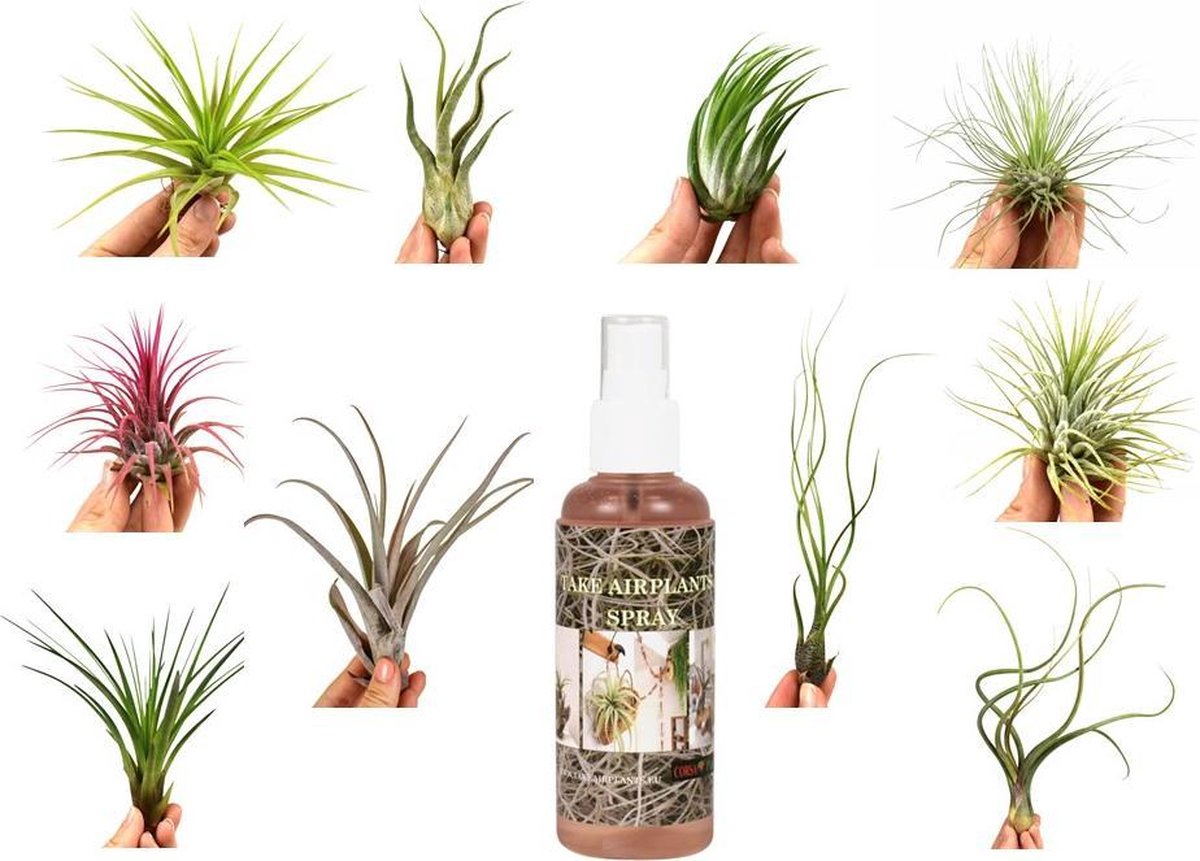  Tillandsia Luchtplantjes Mix Medium - Airplants - 10 Stuks + Tillandsia Spray