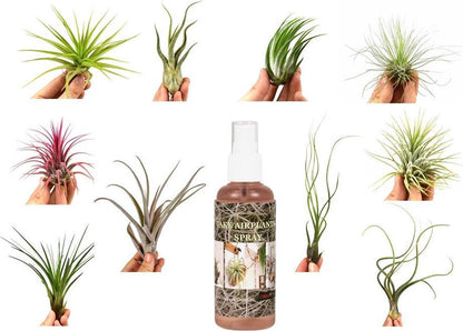  Tillandsia Luchtplantjes Mix Medium - Airplants - 10 Stuks + Tillandsia Spray