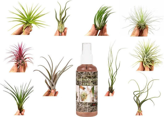  Tillandsia Luchtplantjes Mix Medium - Airplants - 10 Stuks + Tillandsia Spray
