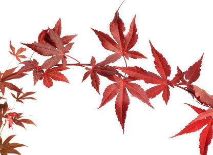  Acer Palmatum ‘Atropurpureum’, Rode Japanse Esdoorn - Hoogte 60cm - 3 Liter Pot