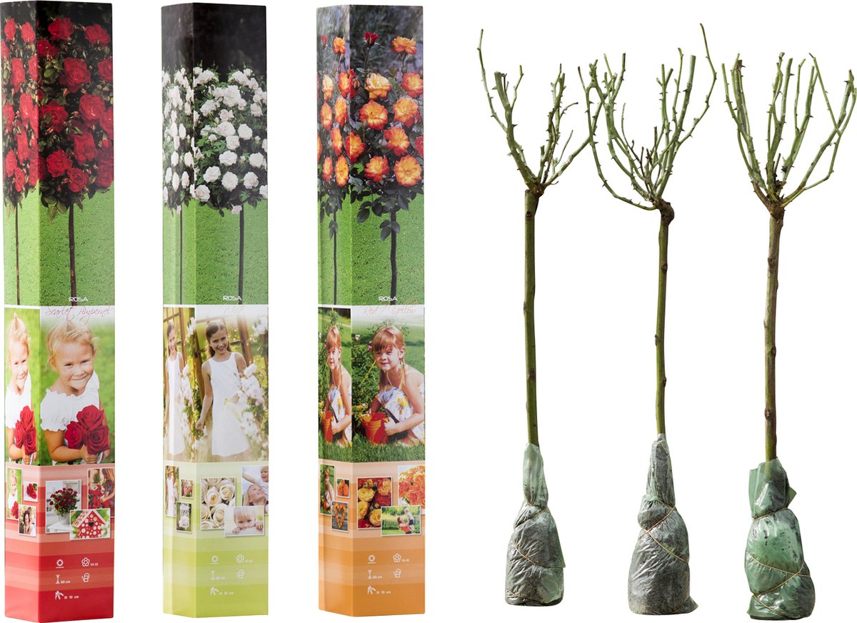  OH2 - Mini Patio Stamrozen - Kleurrijke Grootbloemige Rozen - 55-70 Cm - Meer Kleurig