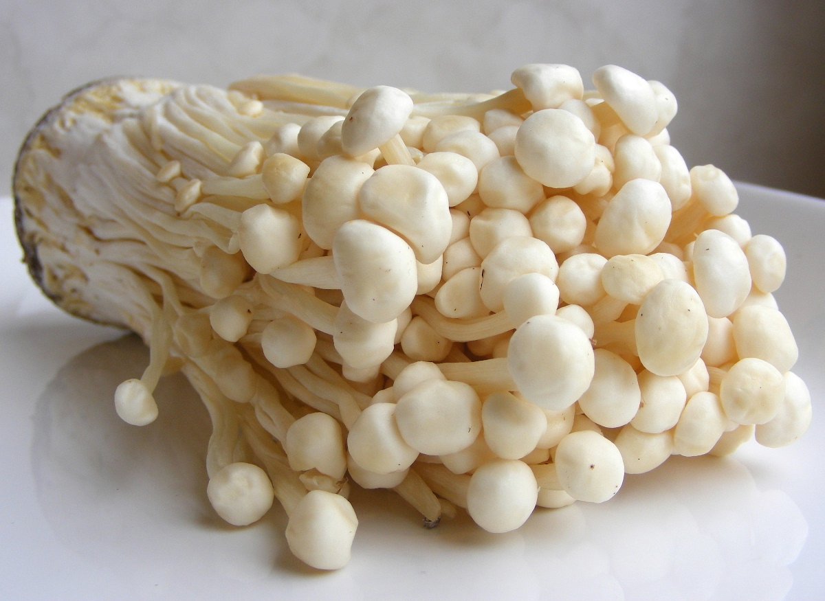  ToshiFarm Broed Voor Enoki - 50 Gram - Zelf Enoki Kweken - Broed Voor Fluweelpootje - Paddenstoel Sporen - Eco Cadeau