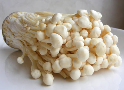  ToshiFarm Broed Voor Enoki - 50 Gram - Zelf Enoki Kweken - Broed Voor Fluweelpootje - Paddenstoel Sporen - Eco Cadeau