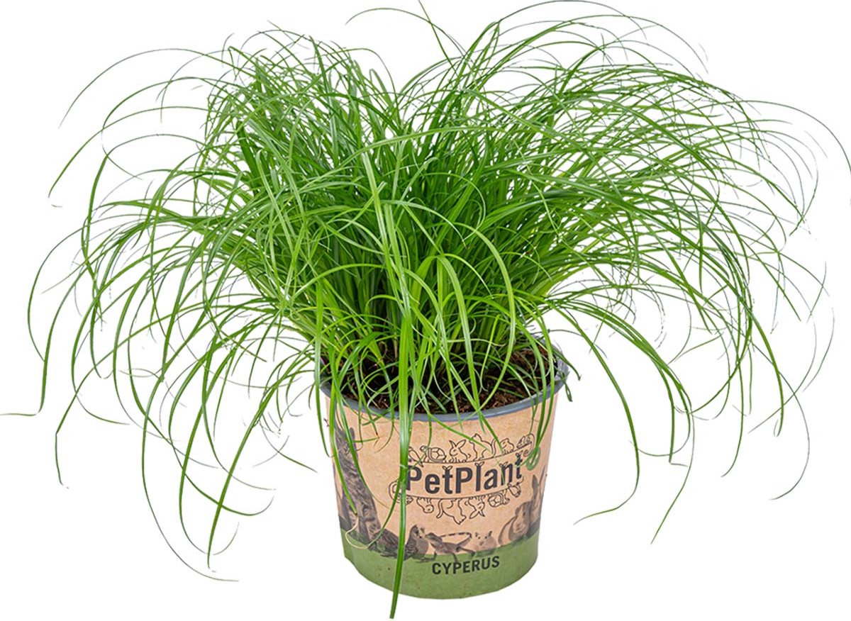  Cyperus Alternifolius 'Zumula' - Kattengras - Kamerplant - Huisdiervriendelijk - ⌀12 Cm - 20-25 Cm