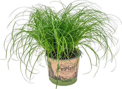  Cyperus Alternifolius 'Zumula' - Kattengras - Kamerplant - Huisdiervriendelijk - ⌀12 Cm - 20-25 Cm