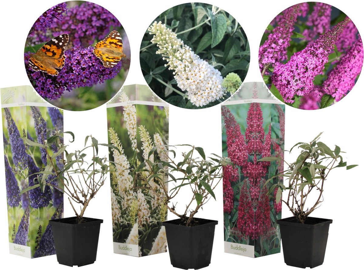  Plant In A Box - Mix Van 3 Vlinderstruiken - Buddleja Davidii 'Nanho Blue', 'Pink Delight', 'White Profusion' - Pot 9cm - Hoogte 25-40cm