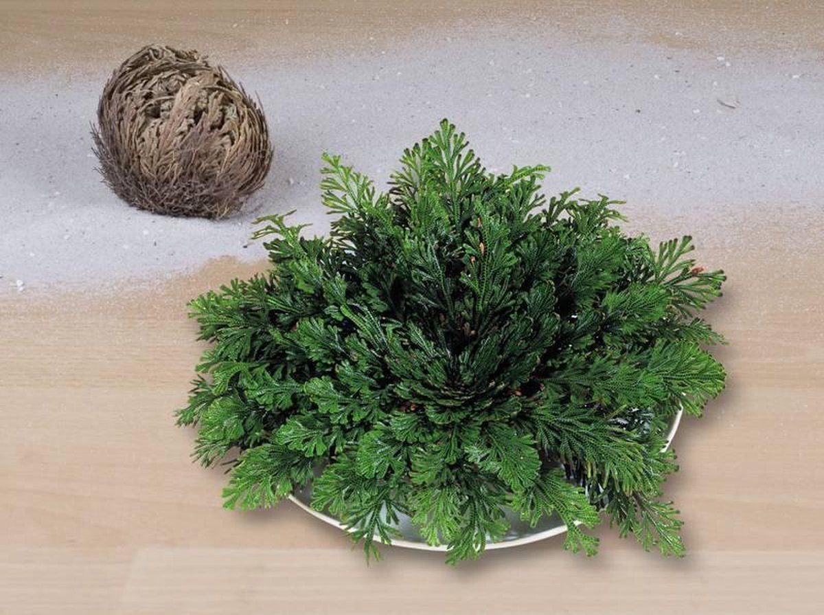  Homeco Roos Van Jericho - Plant - Groen