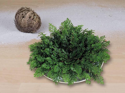  Homeco Roos Van Jericho - Plant - Groen