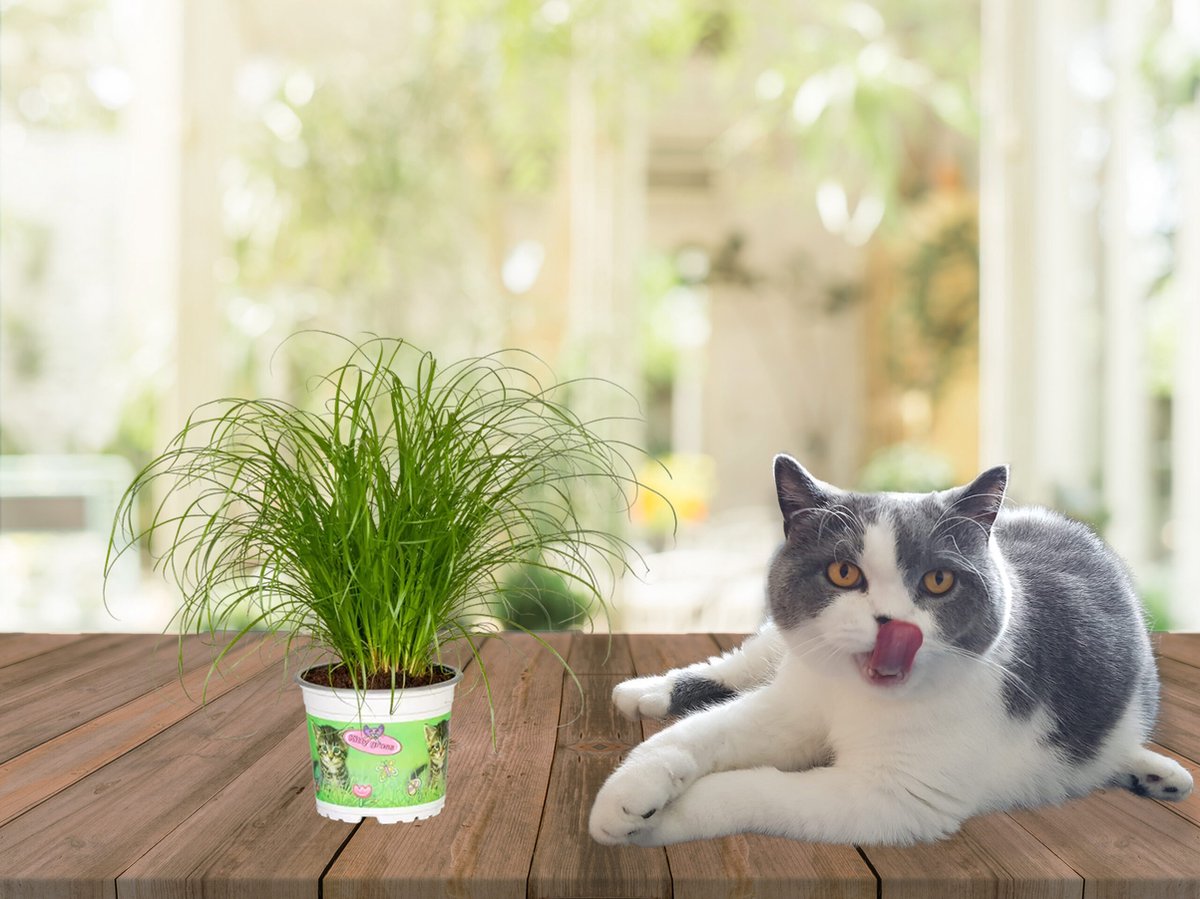 Merkloos ZynesFlora - Cyperus - Kattengras - 2 Stuks - Ø 12 Cm - Hoogte: 25-30 Cm - Kamerplant