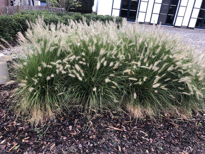  6x Pennisetum Hameln Lampenpoetsersgras In 9x9cm Pot