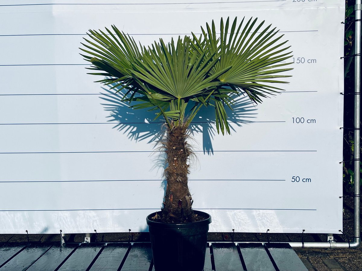  Sunnytree - Palmboom - Trachycarpus Fortunei - Winterharde Palmboom Voor Buiten - Hoogte: 160 Cm