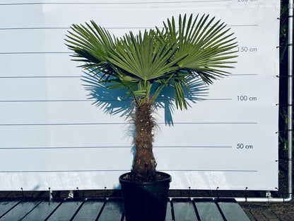  Sunnytree - Palmboom - Trachycarpus Fortunei - Winterharde Palmboom Voor Buiten - Hoogte: 160 Cm
