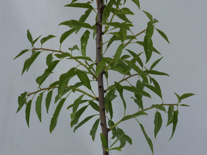  Prunus Dulcis 'Texas', Amandelboom, 5 Liter Pot