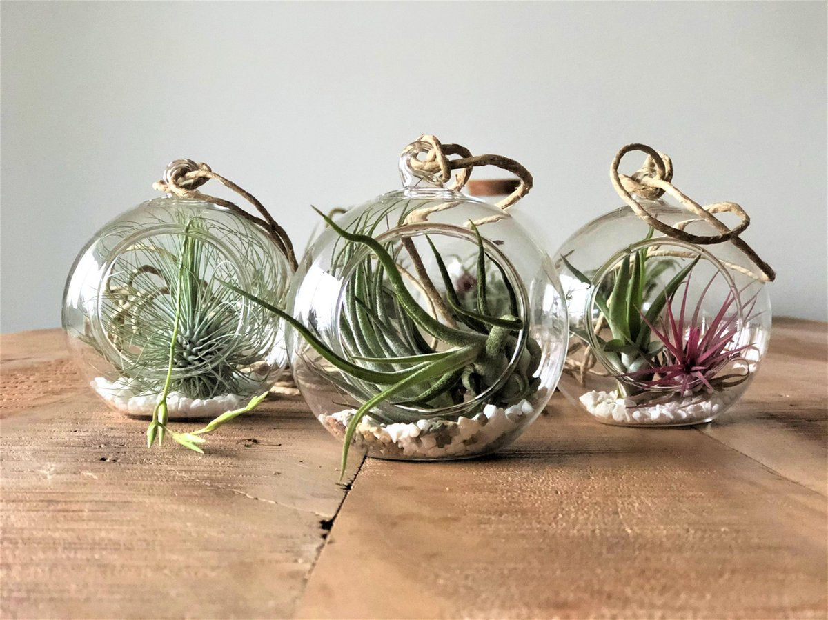  Tillandsia Luchtplantjes Mix Medium - Airplants - 10 Stuks + Tillandsia Spray