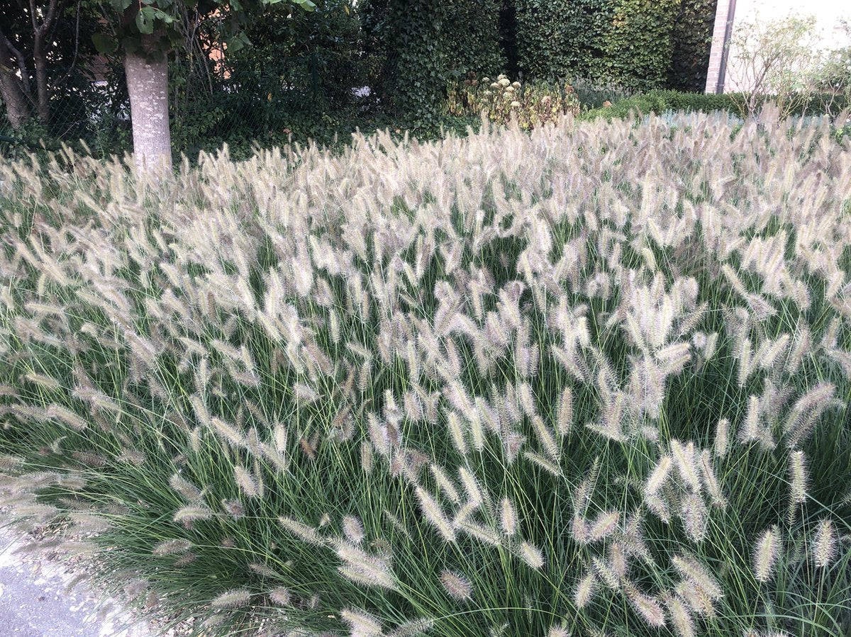  6x Pennisetum Hameln Lampenpoetsersgras In 9x9cm Pot
