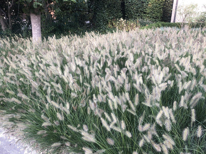  6x Pennisetum Hameln Lampenpoetsersgras In 9x9cm Pot