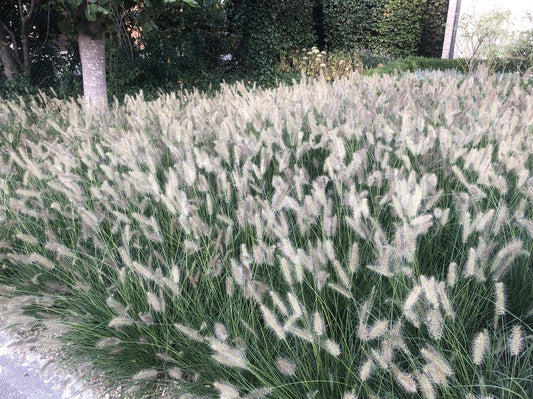  6x Pennisetum Hameln Lampenpoetsersgras In 9x9cm Pot
