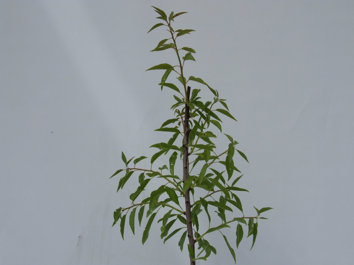  Prunus Dulcis 'Texas', Amandelboom, 5 Liter Pot
