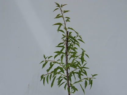  Prunus Dulcis 'Texas', Amandelboom, 5 Liter Pot