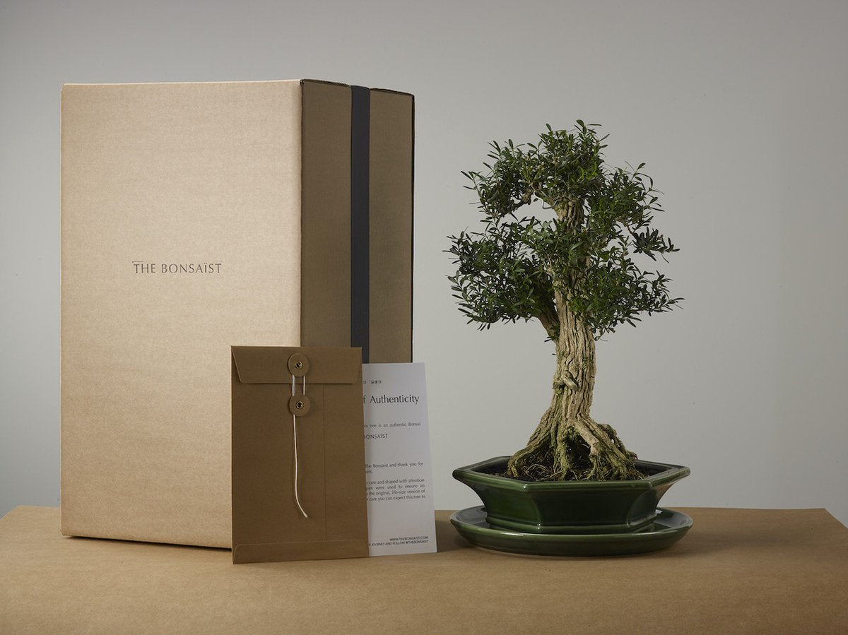  Bonsai Of Yugen - Authentieke Bonsai - 5 Jaar Oud - Inclusief Pot &amp; Schaal Van Japans Keramiek - Soort: Ficus Retusa - The Bonsaïst