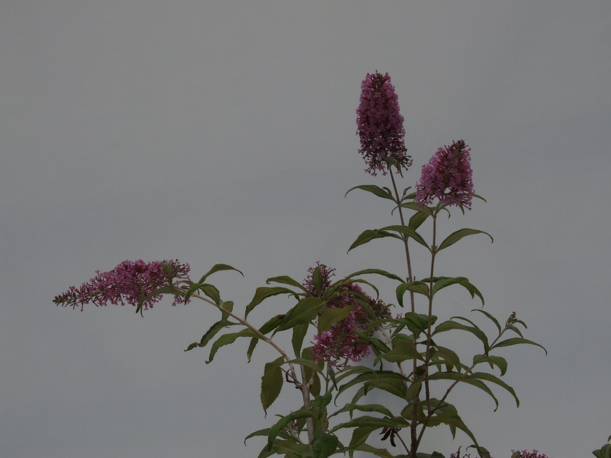  Buddleja 'Pink Delight' Vlinderstruik - 60 Cm - 2 Liter Pot