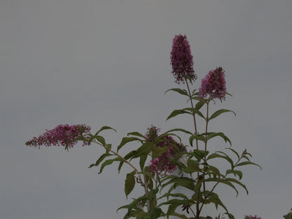  Buddleja 'Pink Delight' Vlinderstruik - 60 Cm - 2 Liter Pot