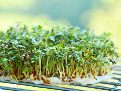  Tuin De Bruijn® Zaden - Tuinkers Alenois - Overvloedige Oogst