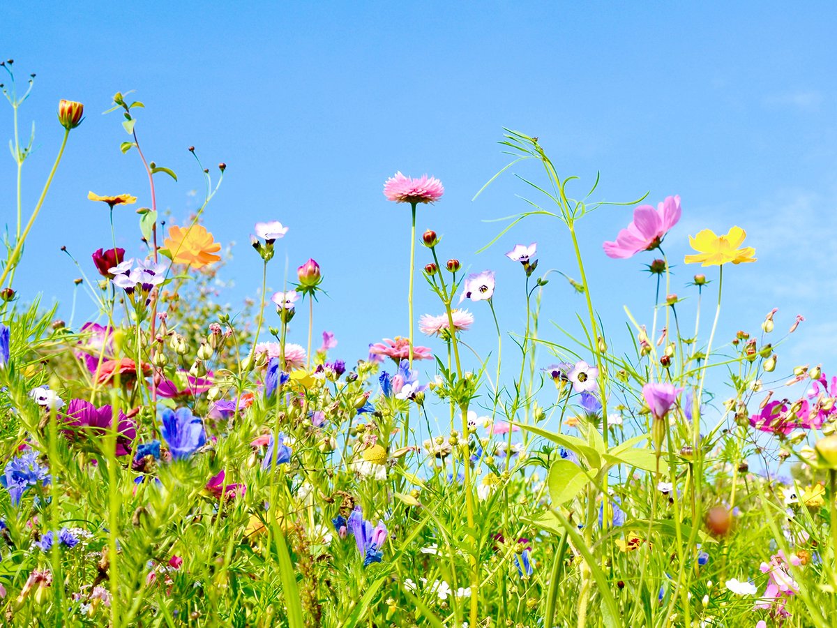  Tuin De Bruijn® Zaden - Tübinger Bloemenmengsel - Aantrekkelijk Voor Bijen En Vlinders