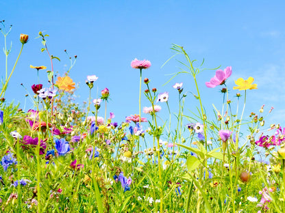  Tuin De Bruijn® Zaden - Tübinger Bloemenmengsel - Aantrekkelijk Voor Bijen En Vlinders